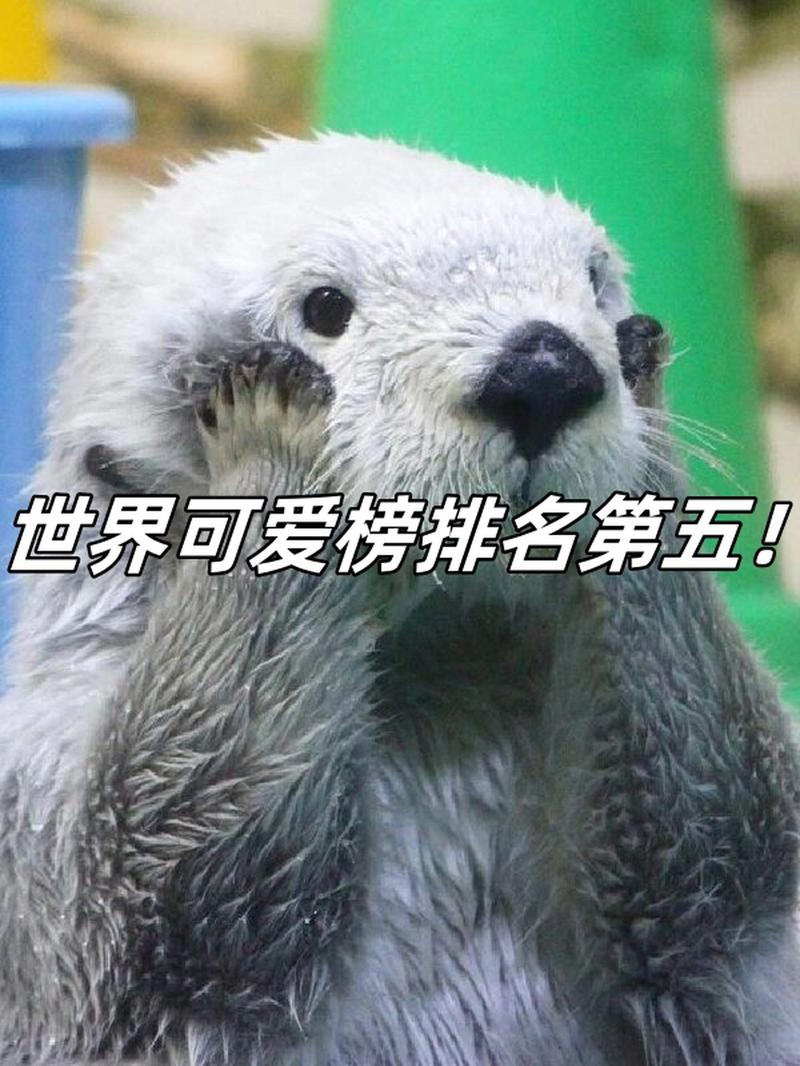 海獭有多可爱啊,海獭有多可爱啊英语